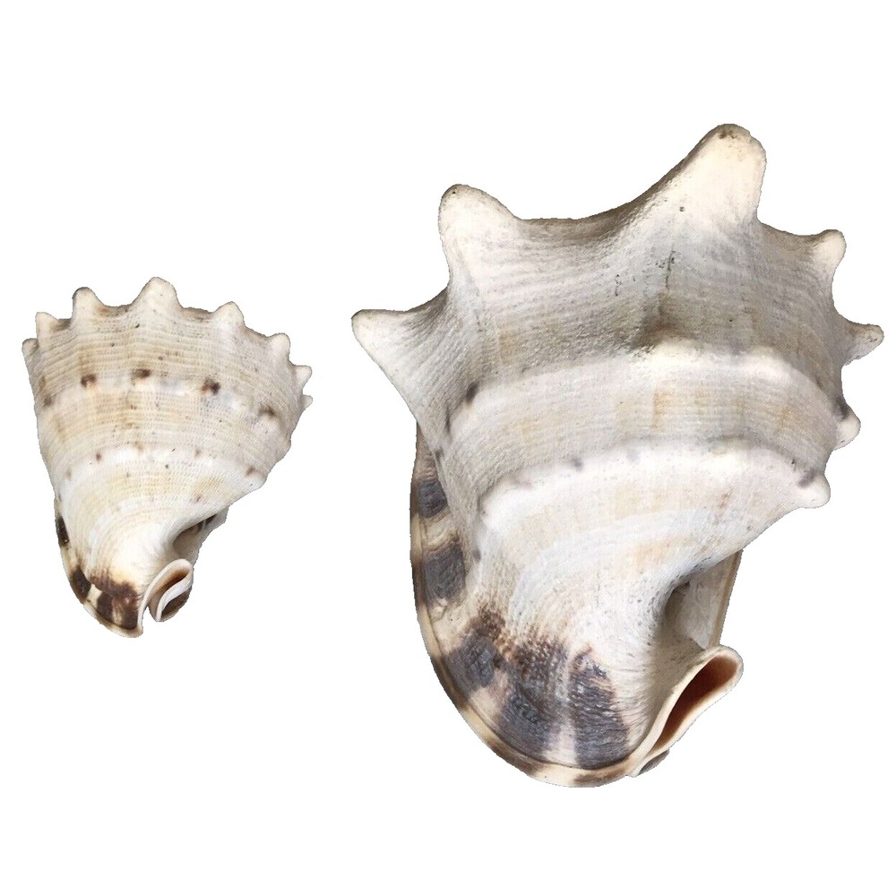 Conch Shells 6.5" & 4" Tan/Orange/Brown Ocean Sea Decor Seashell Set of 2